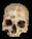 Ogre Skeleton Skull